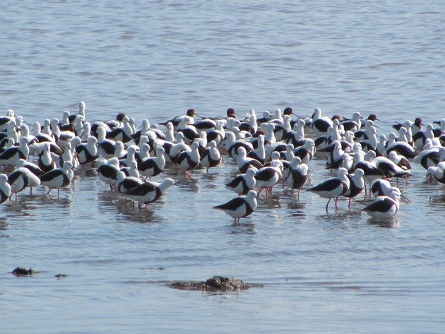 Banded Stilt & Red-necked Avocet (3)