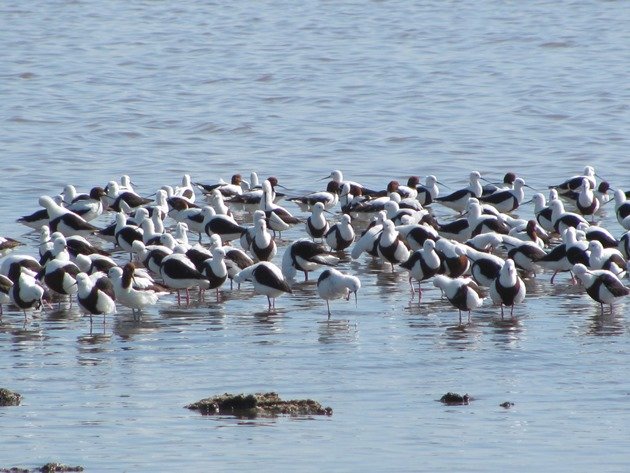 Banded Stilt & Red-necked Avocet (5)