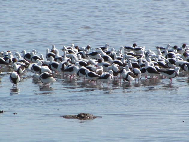 Banded Stilt & Red-necked Avocet (6)