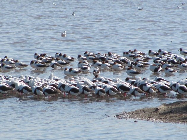 Banded Stilt & Red-necked Avocet