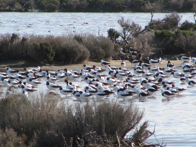 Banded Stilt,Black-winged Stilt & Red-necked Avocet (2)