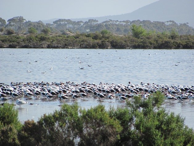 Banded Stilt,Black-winged Stilt & Red-necked Avocet