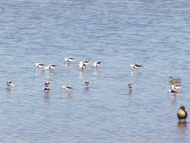 Banded Stilt,Grey Teal and Australian Shelduck