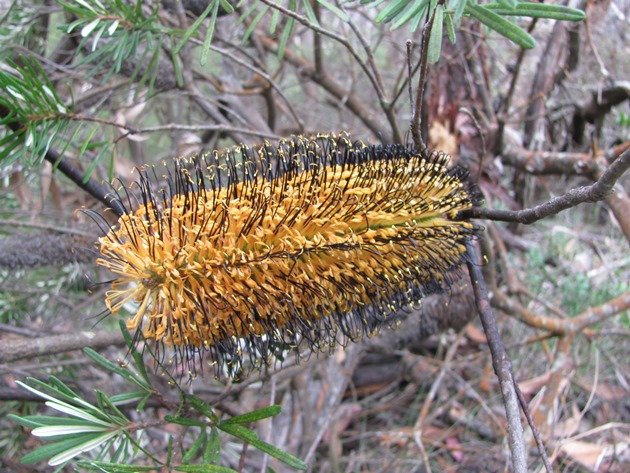 Banksia flower