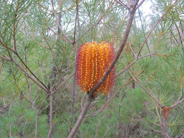 Banksia