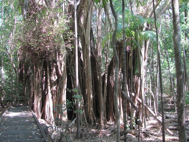 Banyan tree