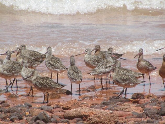 Bar-tailed Godwits (2)