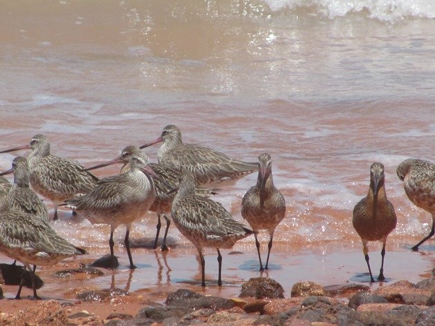 Bar-tailed Godwits (3)