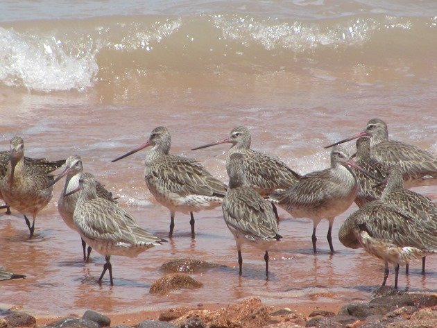 Bar-tailed Godwits (4)