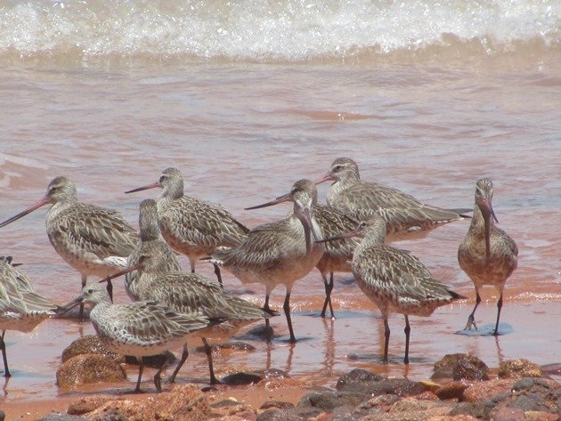 Bar-tailed Godwits & Great Knot