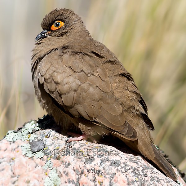 Bare-eyed-Ground-Dove