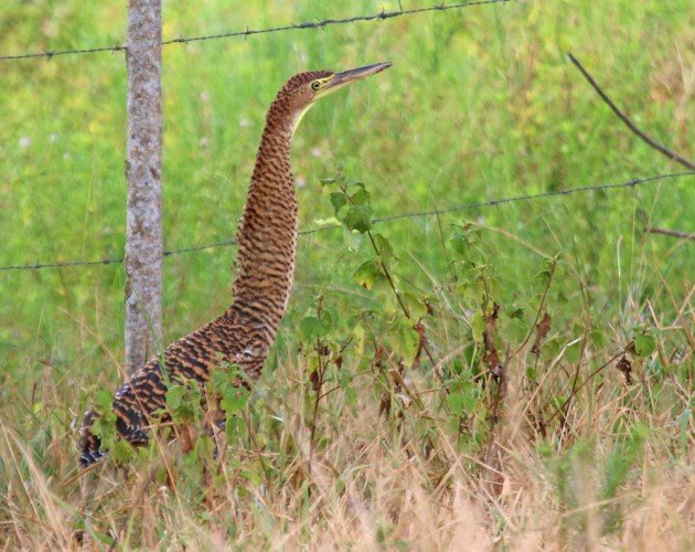 Bare-throated Tiger-Heron