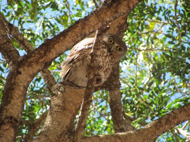 Barking Owl (10)