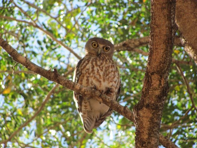 Barking Owl (2)