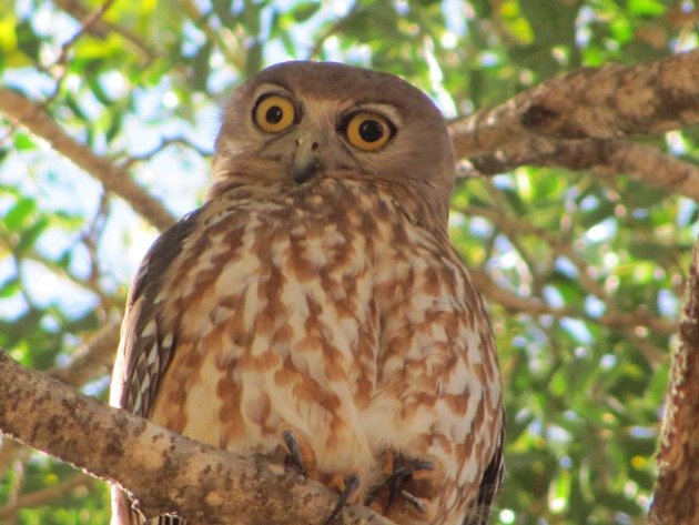 Barking Owl (3)