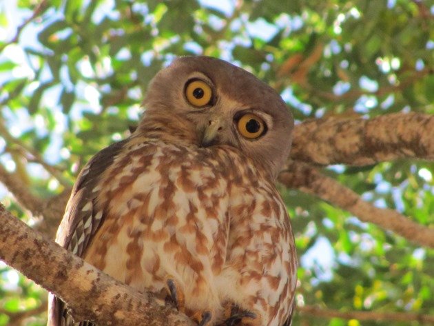 Barking Owl (4)