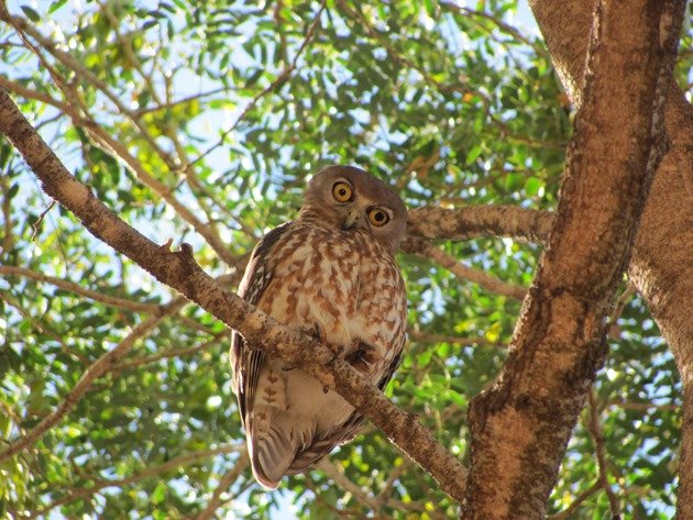 Barking Owl (5)