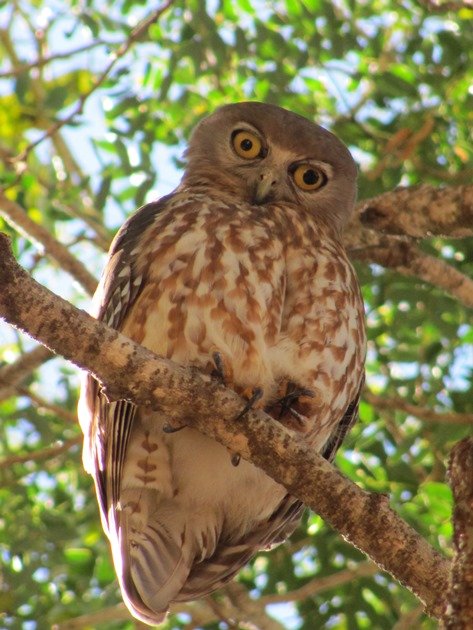 Barking Owl (6)