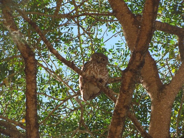 Barking Owl (7)