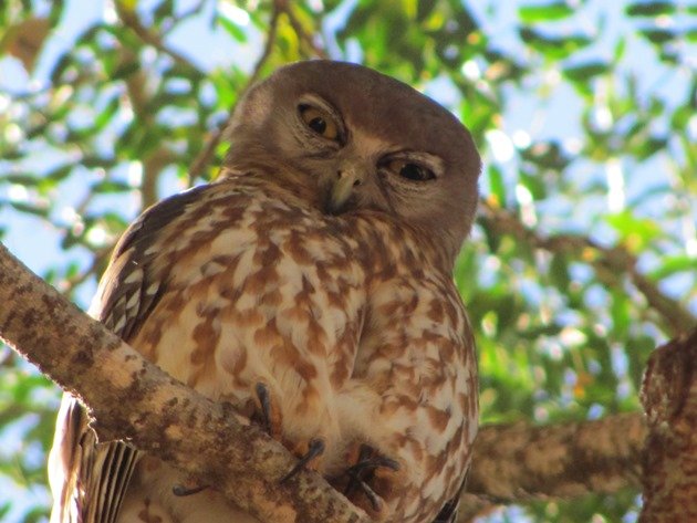 Barking Owl (9)