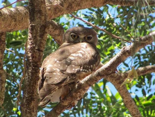 Barking Owl