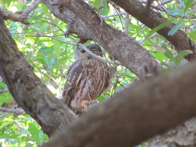 Barking Owl