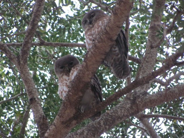 Barking Owls (2)