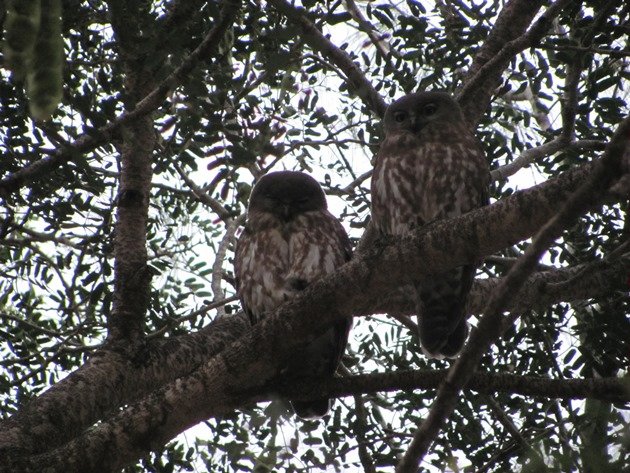 Barking Owls (3)