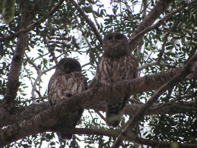 Barking Owls (4)