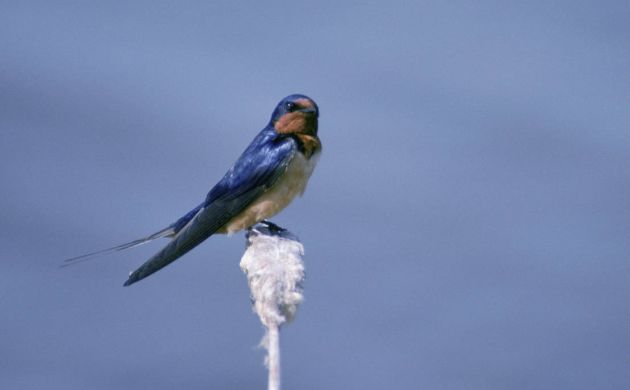 Barn Swallow