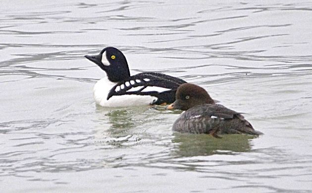 Barrow's Goldeneye pair