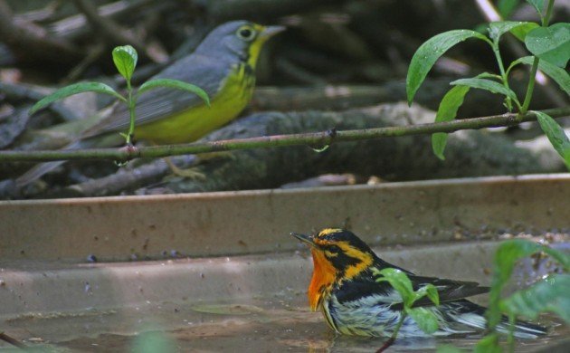 Bathing Blackburnian Warbler