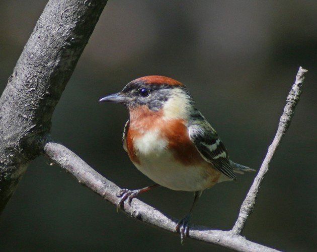 Bay-breasted Warbler Setophaga castanea