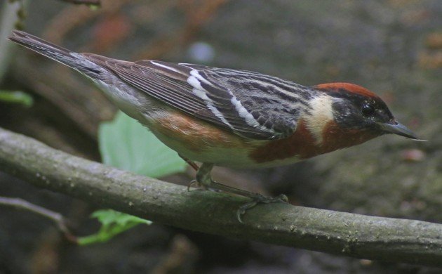 Bay-breasted Warbler at the waterhole