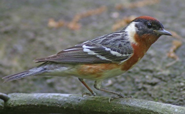 Bay-breasted Warbler close