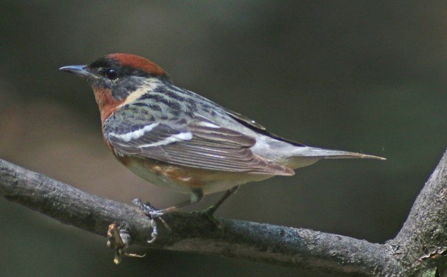 Bay-breasted Warbler perched