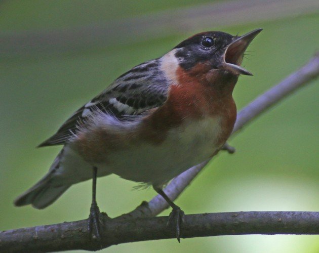 Bay-breasted Warbler singing 2
