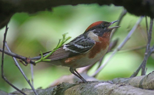 Bay-breasted Warbler singing