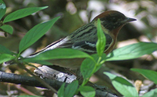 Bay-breasted Warbler