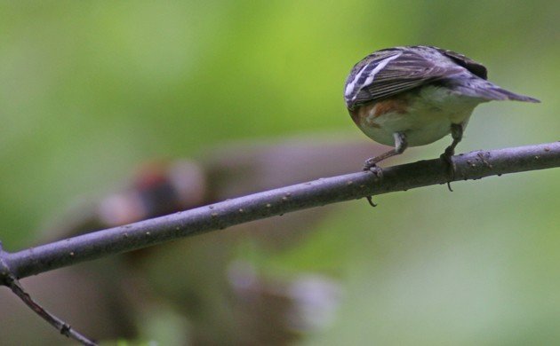 Bay-breasted Warblers