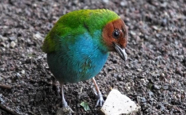 Bay-headed Tanager ground