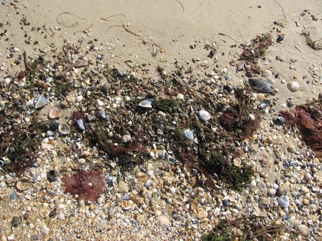 Beach-Melbourne