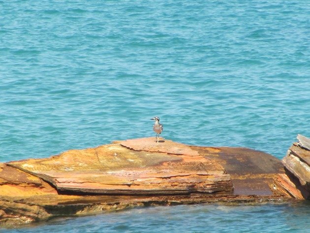 Beach Stone-curlew (2)