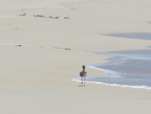 Beach Stone-curlew & Sanderling
