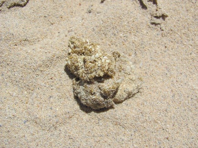 Beach Stone-curlew poo