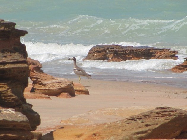 Beach Stone-curlew