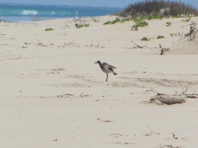 Beach Stone-curlew