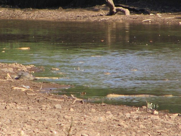 Behn River crocodiles