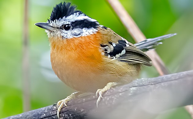 Bertonis Antbird