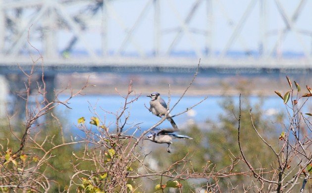 Big Sit Blue Jays